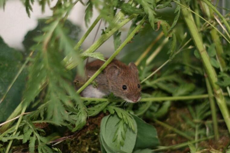 Behavioural Biology