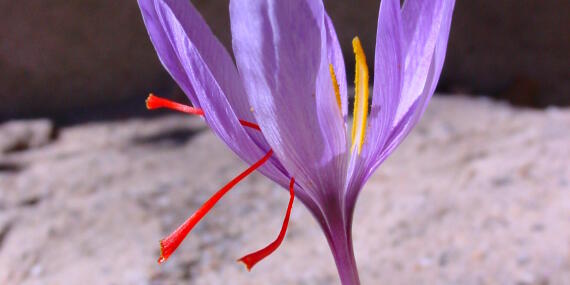 Abbildung 1 Crocus Sativus Cashmerianus 8